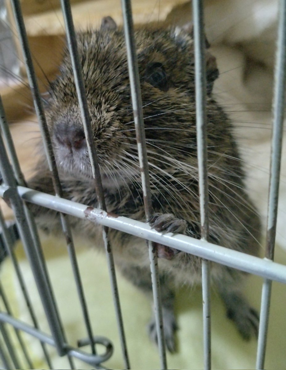 degujiro's tweet photo. おやつへの飽くなき欲求🔥

#デグー https://t.co/XLBcTUXU3i