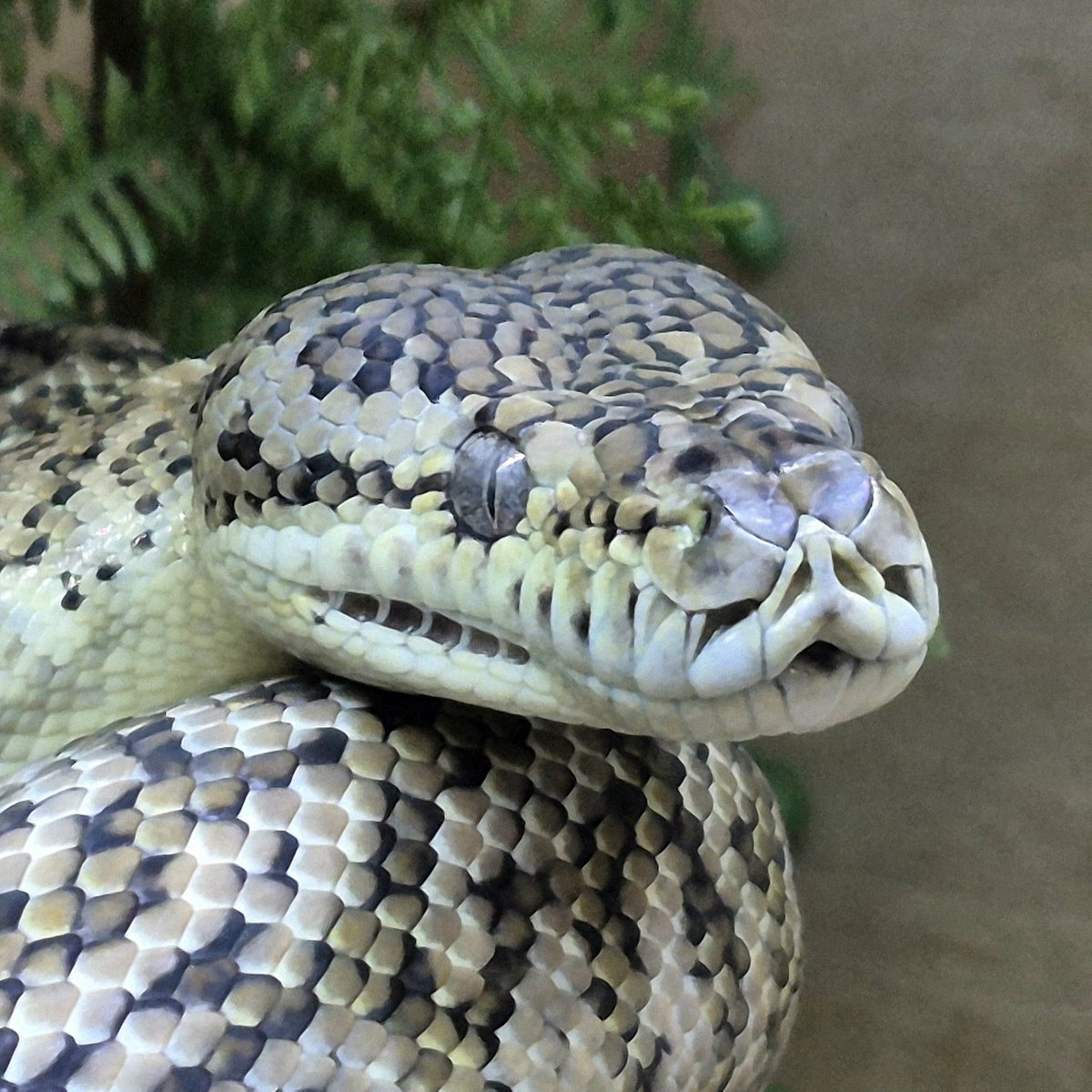 銀パパ (@ynakano12) / Posts / X