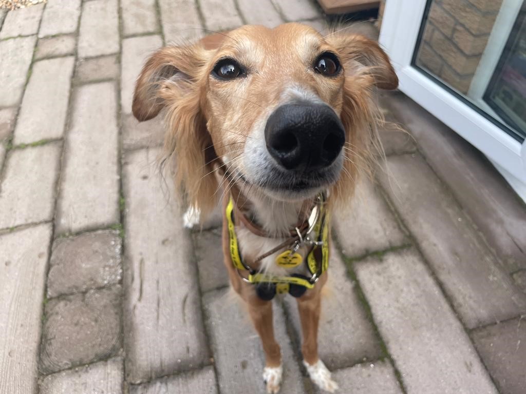 Something tells us the lovely Lizzie Longlegs knows just how gorgeous she is 🙈💛

Can you give this gorgeous girl a home? Check out her profile 👉: bit.ly/3FMm7aC
⁣
@dogstrust⁣
#adoptdontshop⁣
#adogisforlife⁣
#dogs