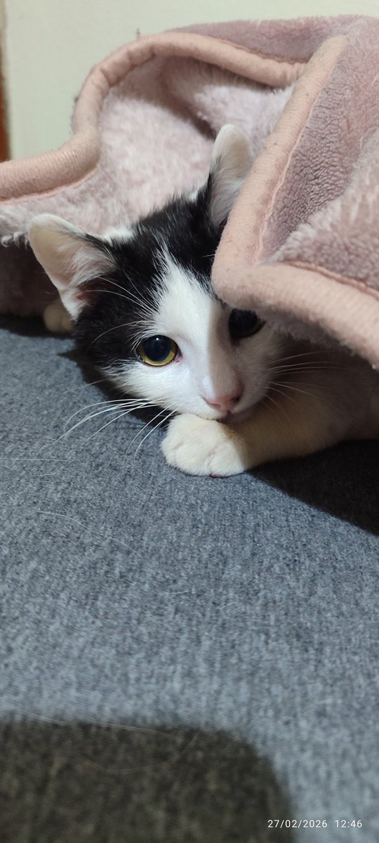 birkedidelisi tweet media