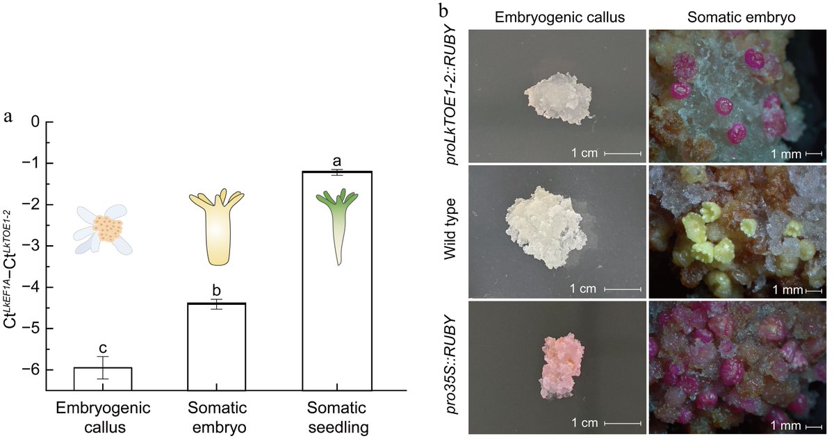 Forestry Research tweet media