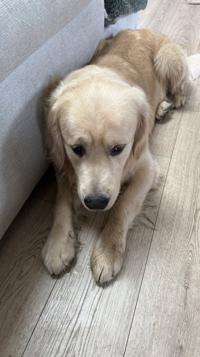 Rhobalas 🐙 tweet media