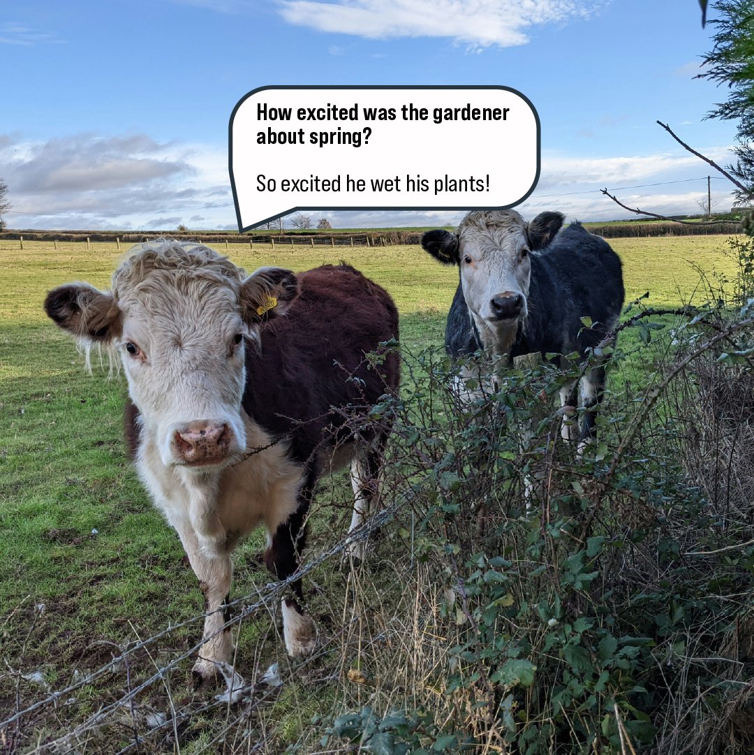 ragtseedsuk's tweet image. How's the Spring barley sowing going? If you're still looking for varieties, RAGT UK have loads to offer!

From Laureate, to Tennyson to Arrow - take a look today! 👇

ragt.uk/barley/

#RAGT #Laureate #SpringBarley #Barley #UKFarming #Farming #Agriculture