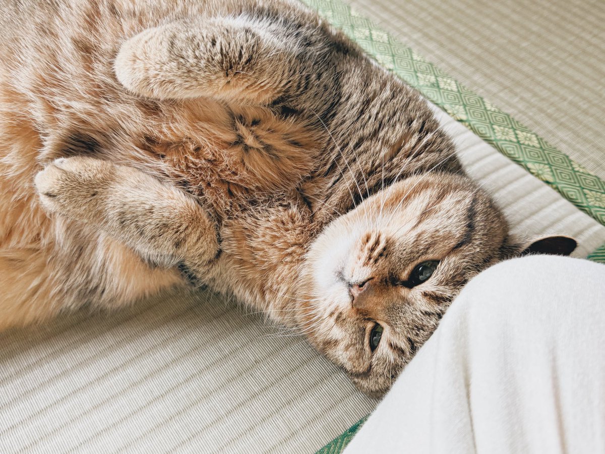 甘えんぼまるぴ