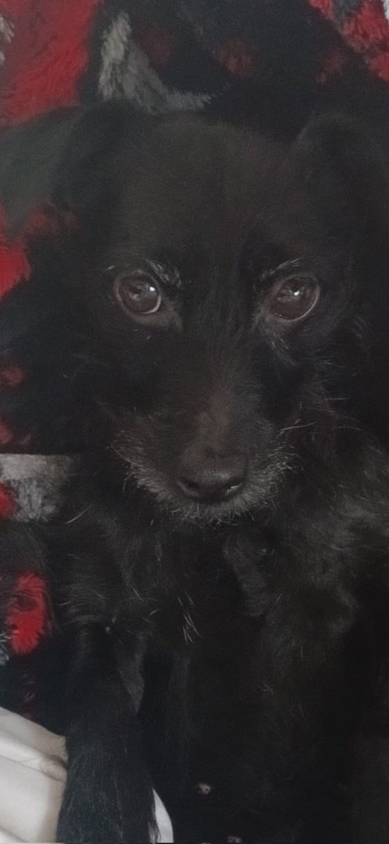 Sy Scott tweet media