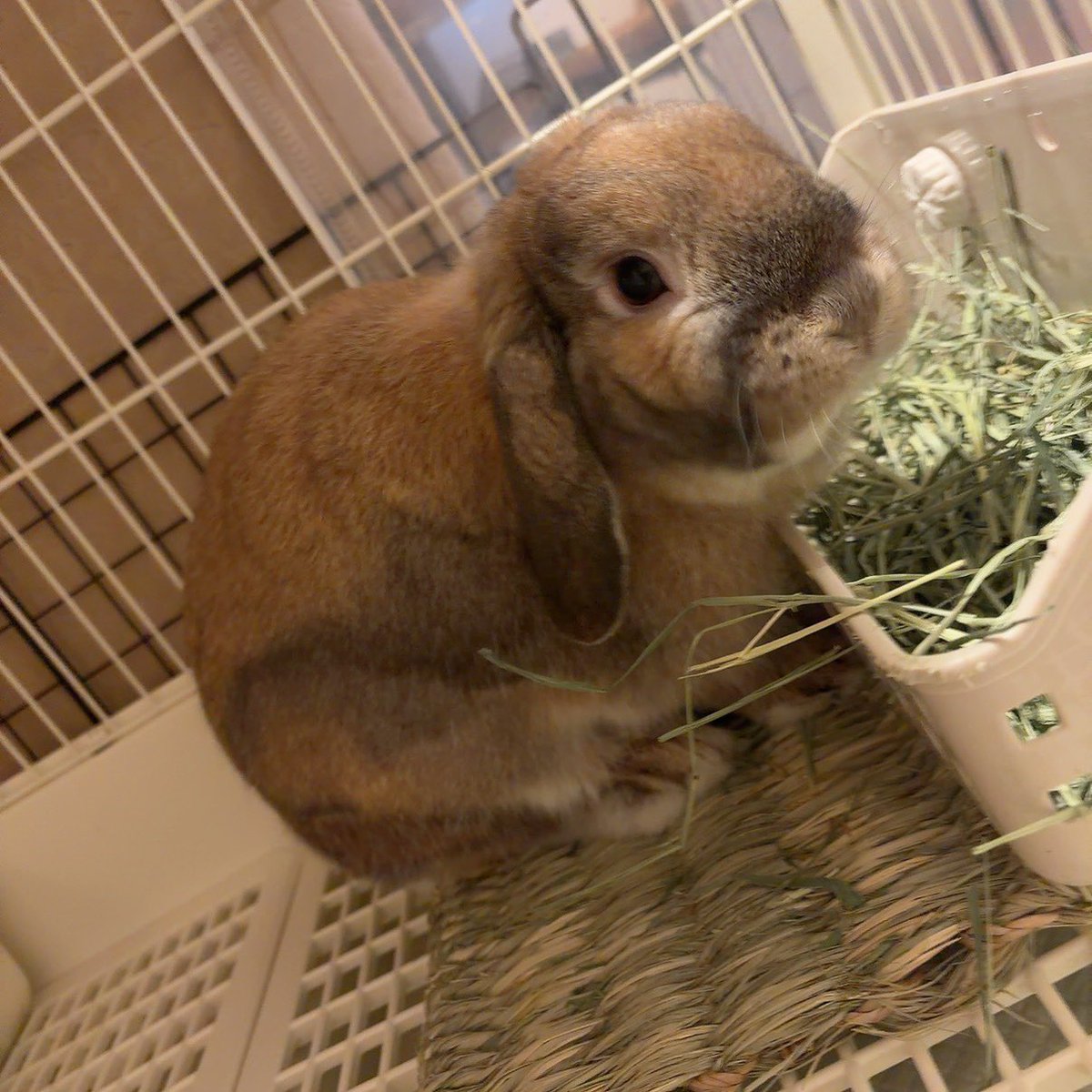 ﾁﾓﾁﾓﾁﾓﾁﾓ🌱