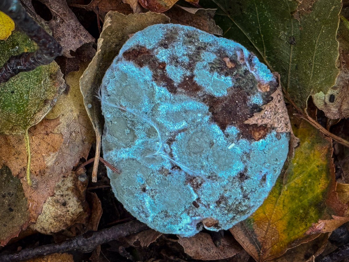 Connie van Vuuren tweet media