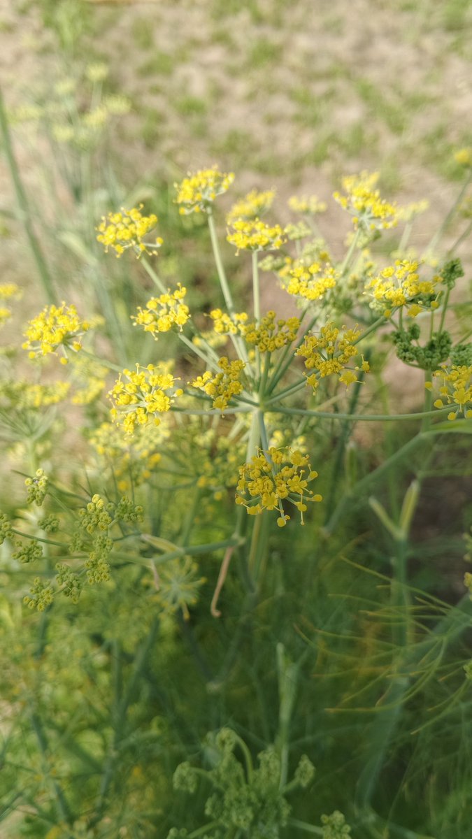 _myself_qamar's tweet image. Good Morning 🌞 
#pind