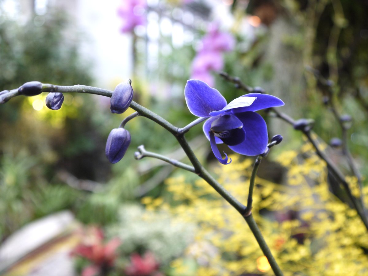 ついに…「青色コチョウラン」が登場しました✨ 石原産業が開発した