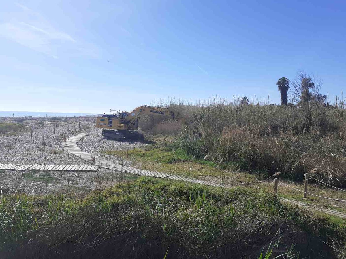 elriumillars's tweet photo. 🌿 El projecte Desencanyar ja està en marxa al Paisatge Protegit de la Desembocadura del Riu Millars.

Els treballs han començat a la Gola Nord, amb una inversió de 345.987 € de la Generalitat per a retirar la canya invasora i restaurar l’hàbitat fluvial. https://t.co/1cNPYK4zWL