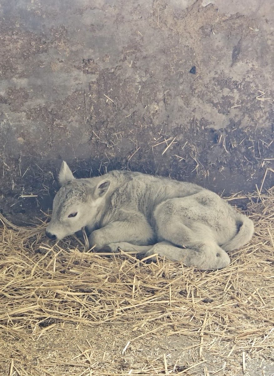 Chromospace tweet media