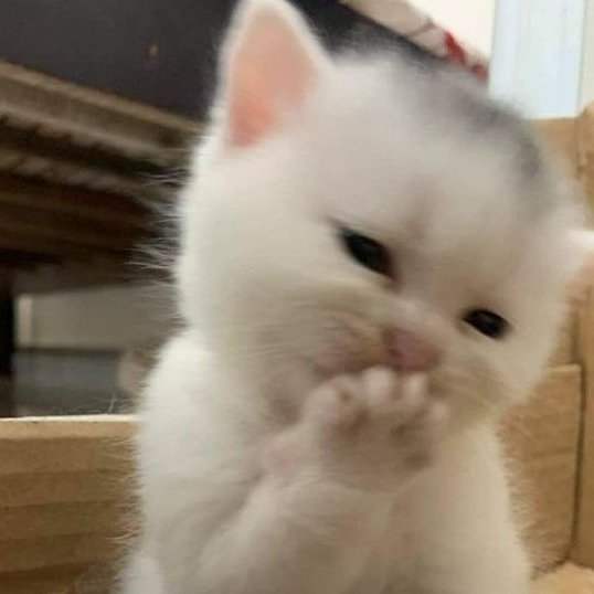 n ☕︎ tweet media