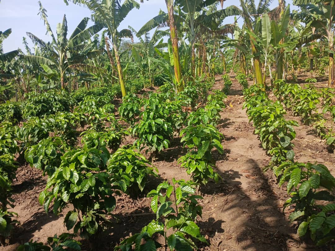 mbazardi's tweet photo. Our coffee mother garden has the ten KR series. KR is short for Kituuza Robusta. These varieties are coffee wilt tolerant. They are lowland varieties that mature within one and a half years https://t.co/okaJ5VokJk