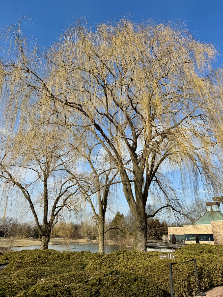 MichaelHeimlich's tweet photo. Sunny-blue sky-white clouds-yellow willows-willow trees-tree branches February 26 2026 3-3:10pm Chicago Botanic Garden @chicagobotanic USA -Editorial Use Permission w/Credit: Michael Heimlich @MichaelHeimlich; #Sunny #BotanicGarden #Trees #Willows #wx #ILwx @NWSChicago #StormHour https://t.co/LQIj4pwOSa