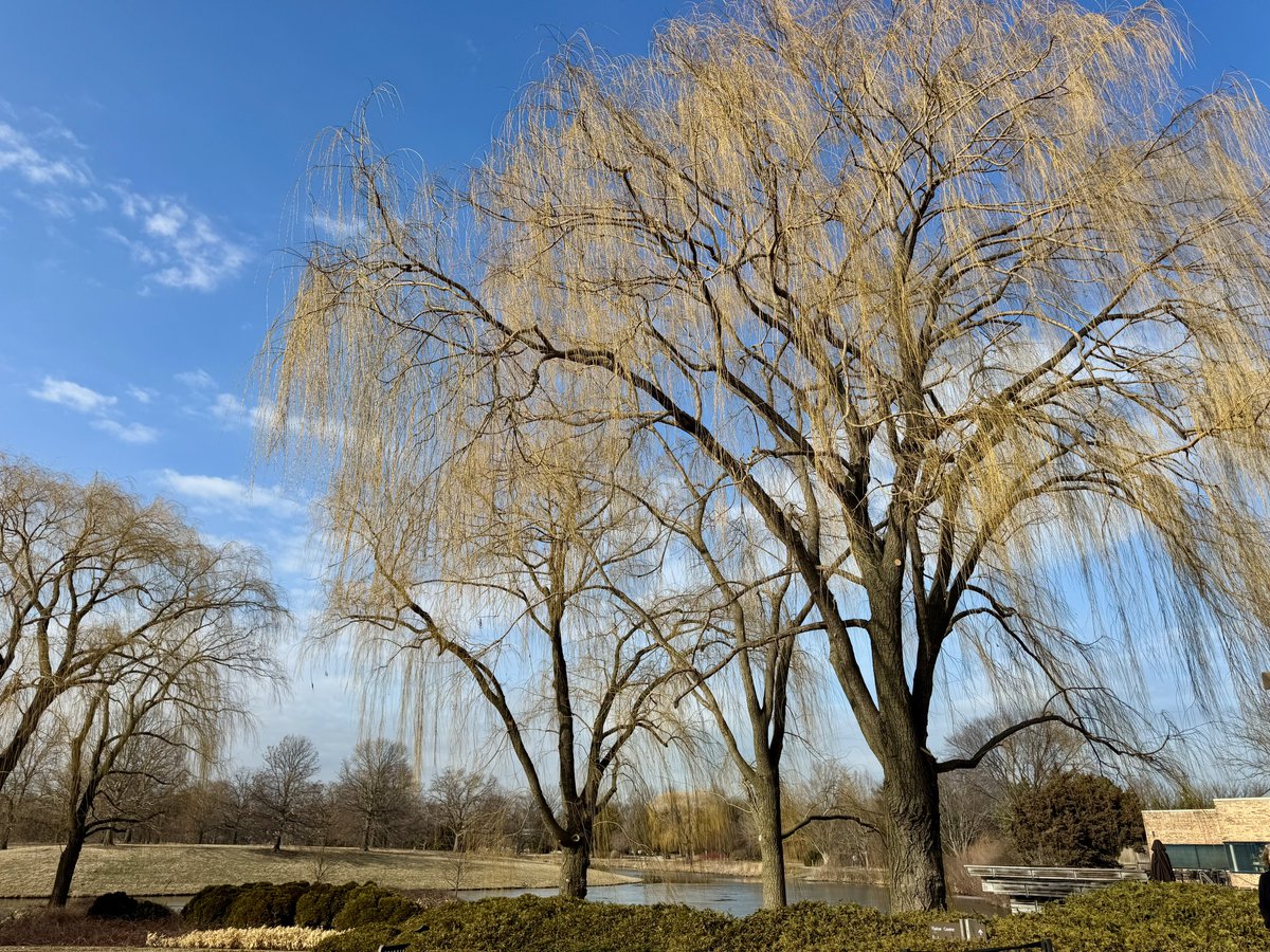 MichaelHeimlich's tweet photo. Sunny-blue sky-white clouds-yellow willows-willow trees-tree branches February 26 2026 3-3:10pm Chicago Botanic Garden @chicagobotanic USA -Editorial Use Permission w/Credit: Michael Heimlich @MichaelHeimlich; #Sunny #BotanicGarden #Trees #Willows #wx #ILwx @NWSChicago #StormHour https://t.co/LQIj4pwOSa