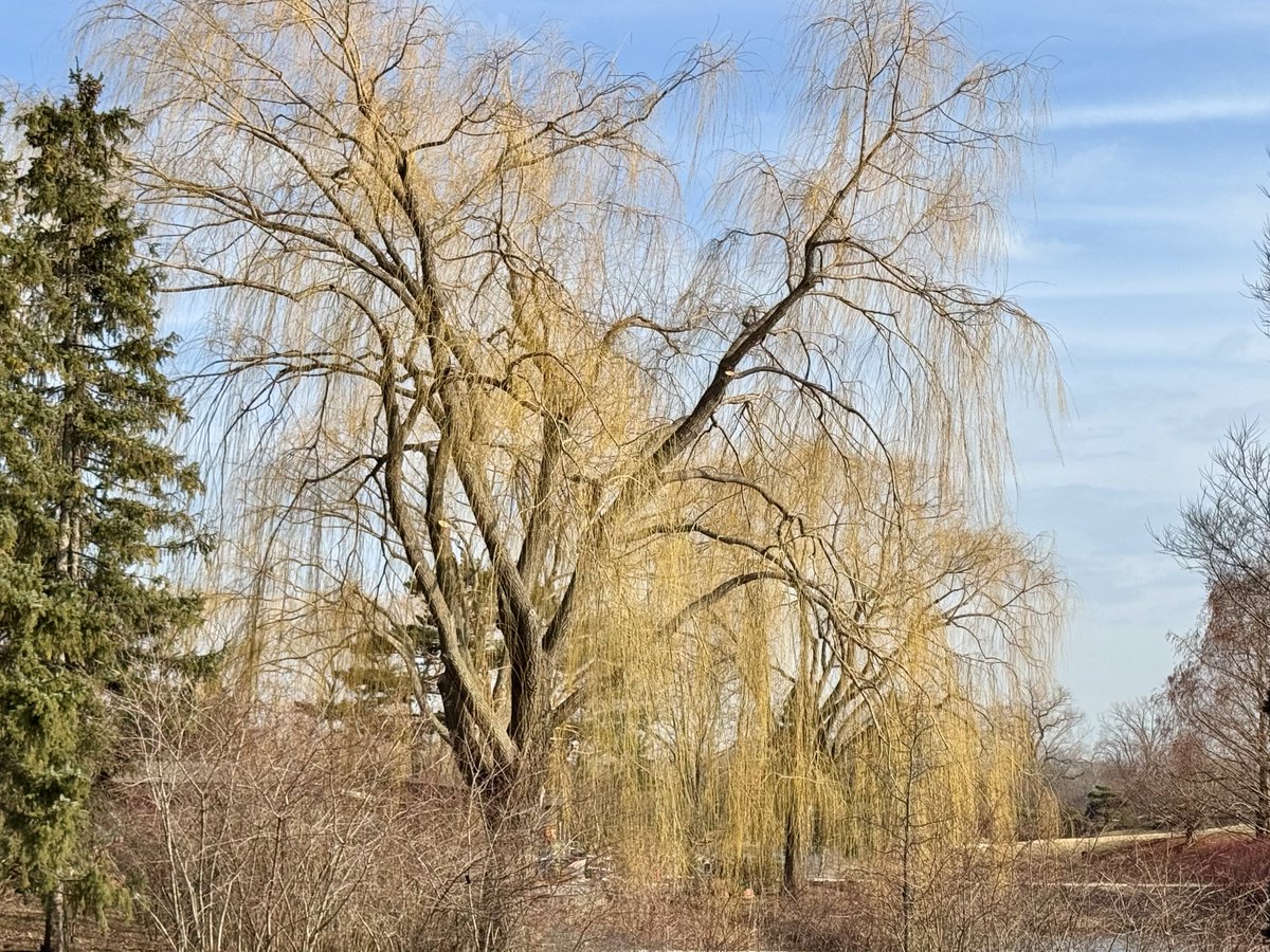 MichaelHeimlich's tweet photo. Sunny-blue sky-white clouds-yellow willows-willow trees-tree branches February 26 2026 3-3:10pm Chicago Botanic Garden @chicagobotanic USA -Editorial Use Permission w/Credit: Michael Heimlich @MichaelHeimlich; #Sunny #BotanicGarden #Trees #Willows #wx #ILwx @NWSChicago #StormHour https://t.co/LQIj4pwOSa