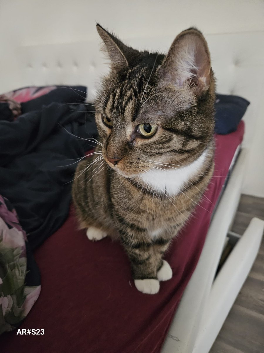 LizzyBranWhis's tweet photo. Good morning everybody, it's Friday.  Have a great day! #CatsOfX #CatsOfTwitter https://t.co/CsD9SAgweM