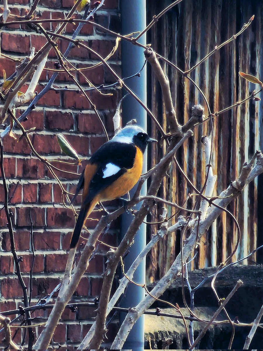 마법사 지망생 사담계 tweet media