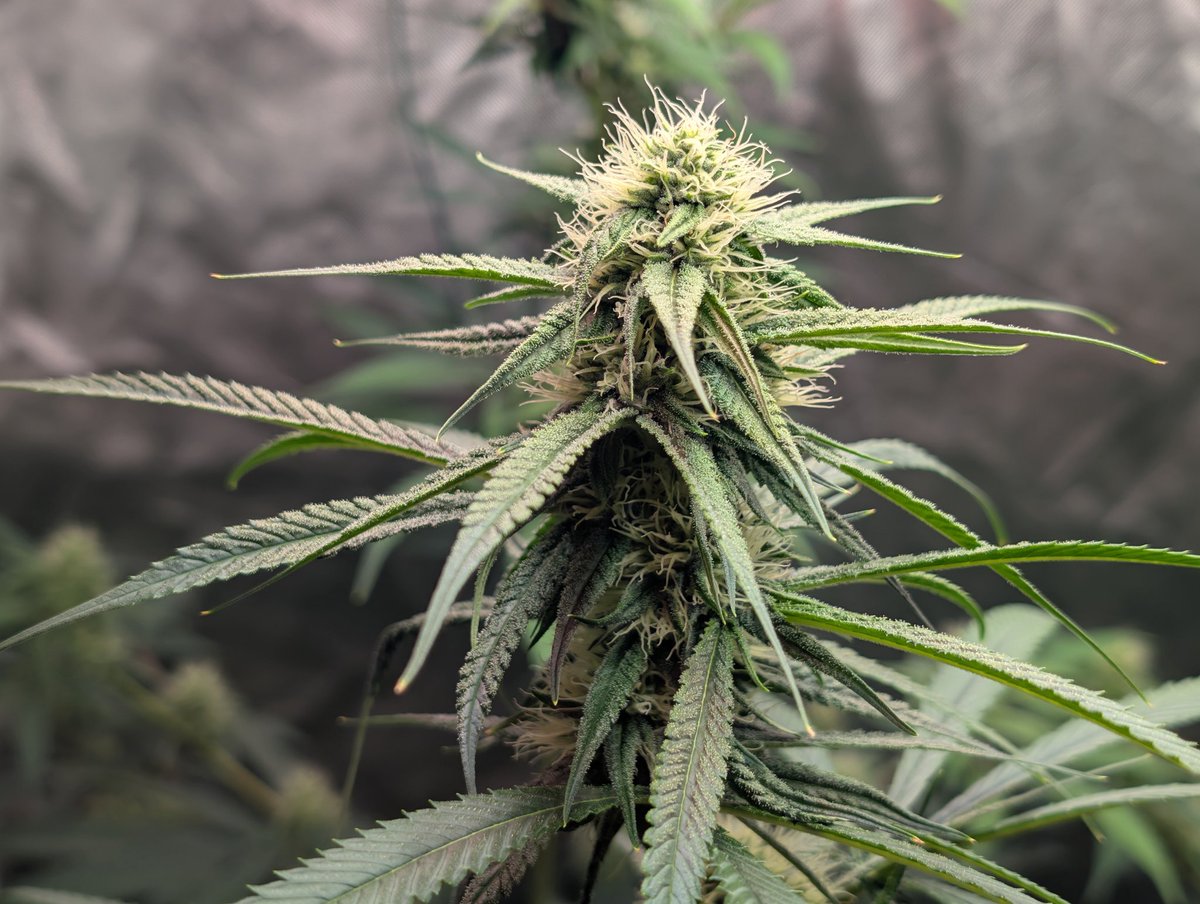 𝐆𝐚𝐫𝐝𝐞𝐧 𝐊𝐢𝐧𝐠𝐬 tweet media