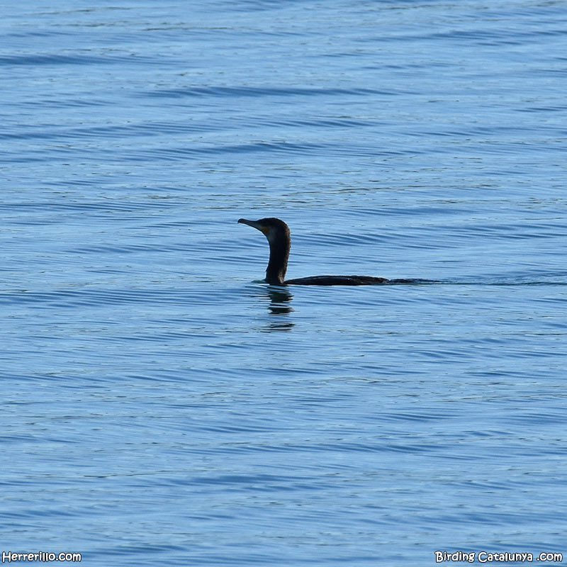 Birding Catalunya tweet media