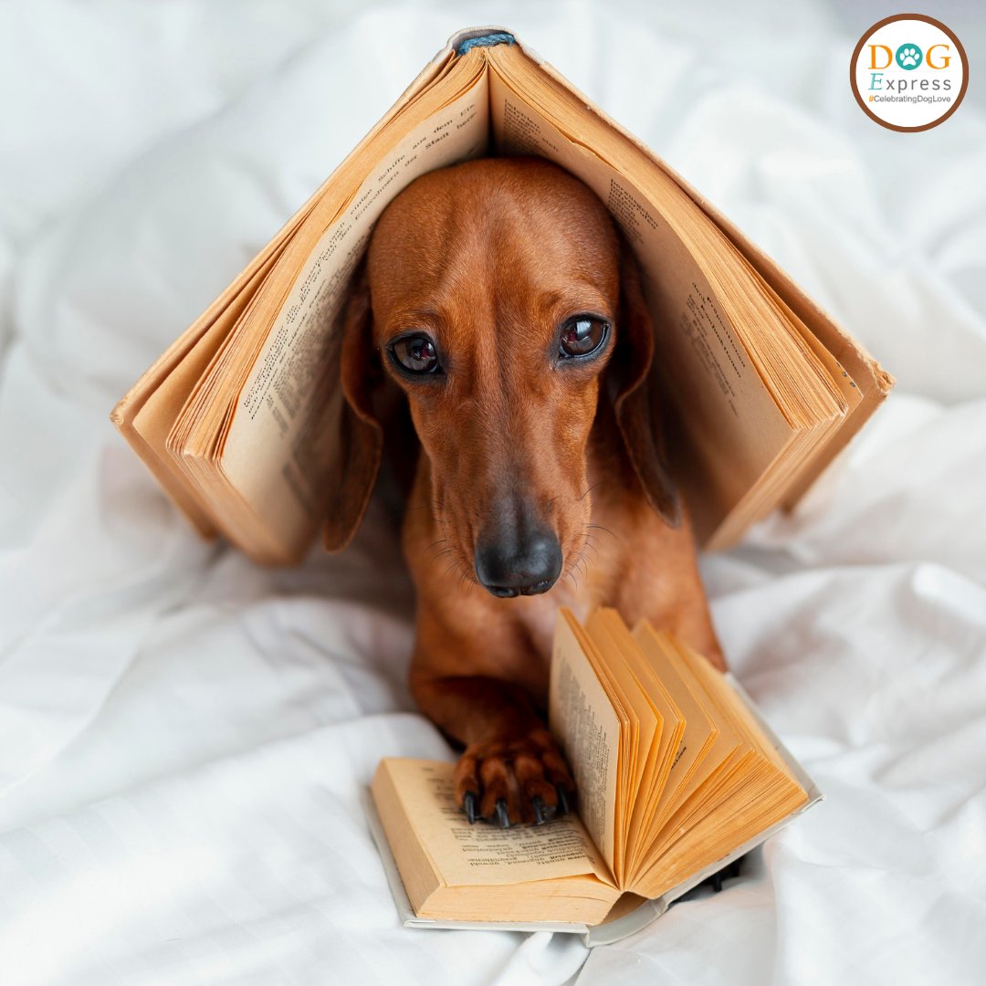Dog_express's tweet image. My workout is reading in bed until my arms fall off 🤩

#Dogexpres #Doglovers #Dogowners #lovemydog #doglove #doglife🐾 #BookLoverDog #ReadingBuddy #DogWithBook #DachshundLove #CuteDachshund #BookishDog #PawsAndPages #DogReaders #PetPhotography #CozyVibes #DogsOfInstagram 🐾