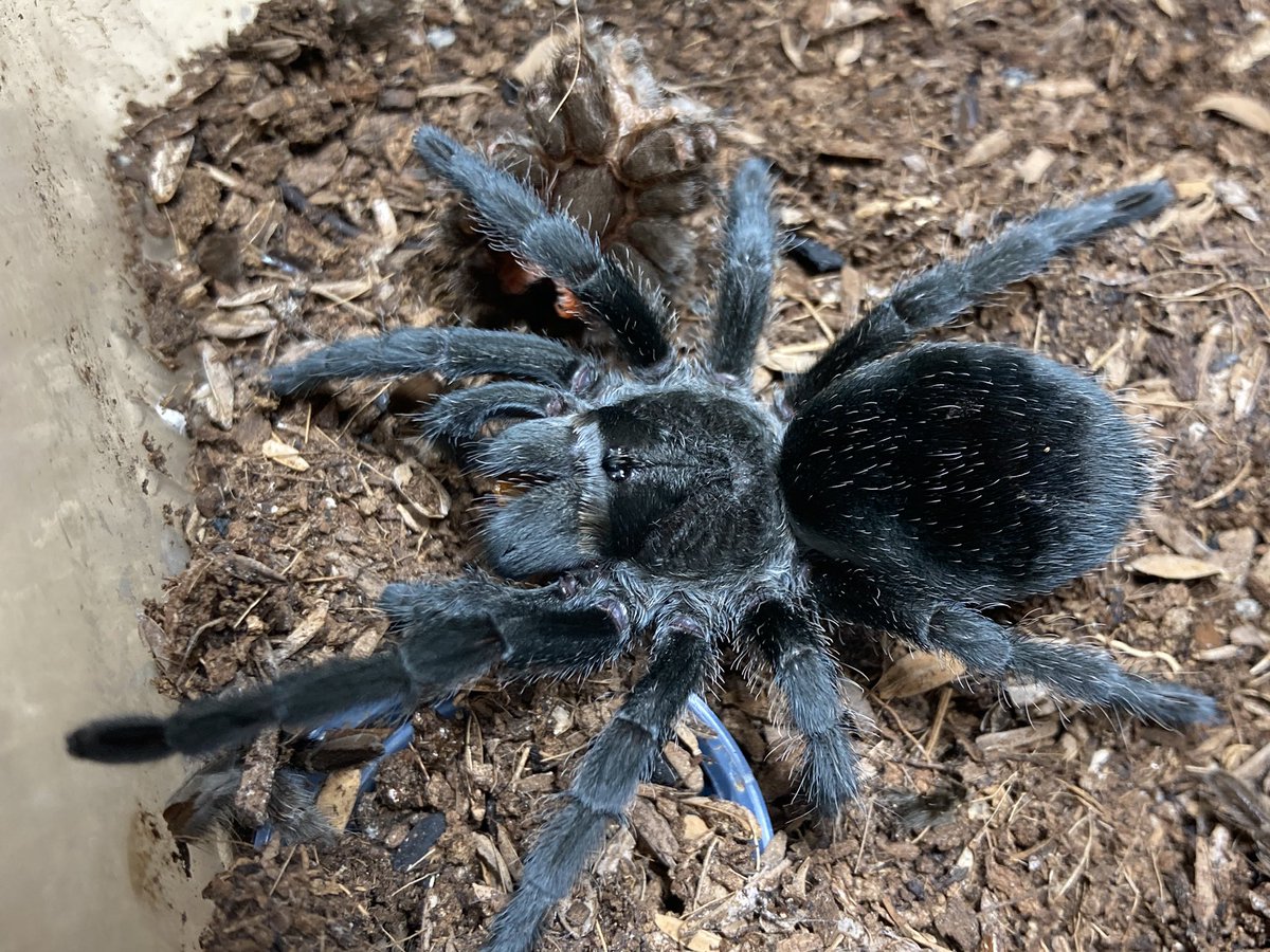 さっちゃん🐛🦂🕷 (@BugsLife3939) / Posts / X