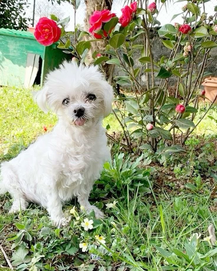 artchristiana's tweet photo. Welcome flowers, enjoy it is spring!
https://t.co/amYQSko4yh https://t.co/02AbeqxJYQ