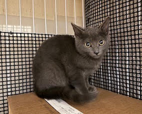 #小笠原諸島の猫の里親探し

No.1284 くうが：1月24日 父島にて捕獲。灰、オス、0.71kg→ 現在1.16Kg

ご希望の方は当院までご連絡ください。