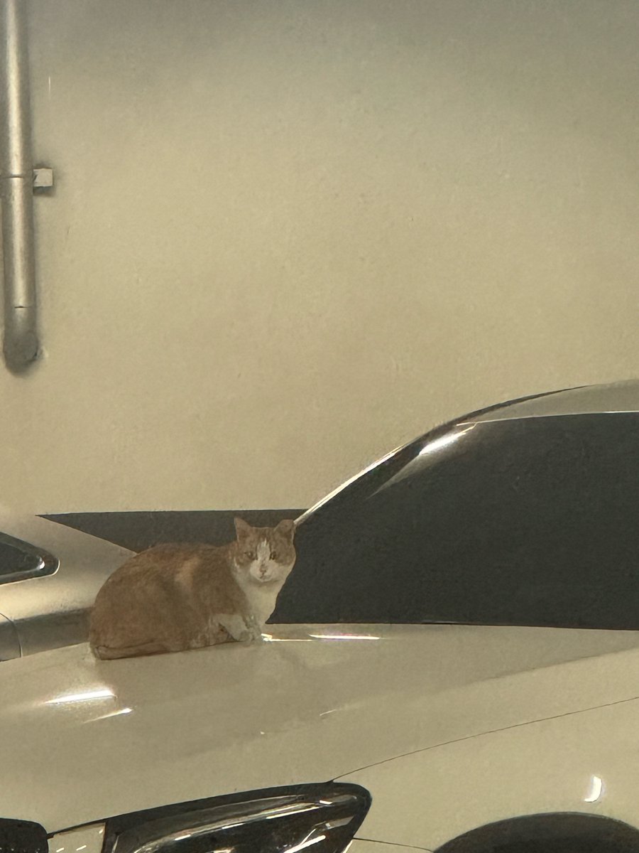 260227 소원 버블

🦊 비켜 황은비..
🦊 내 차야 .. 주차하니까 딱 올라갔어 따뜻하냐 황은비