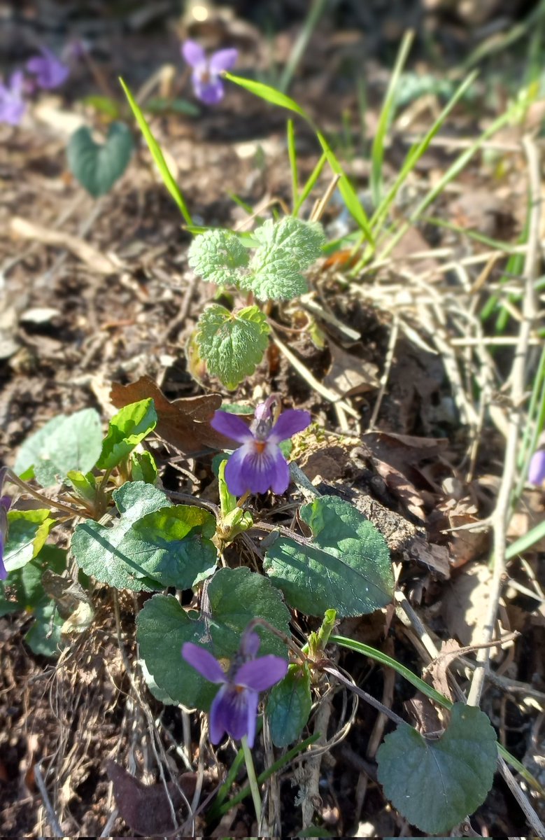 Mirevoon tweet media