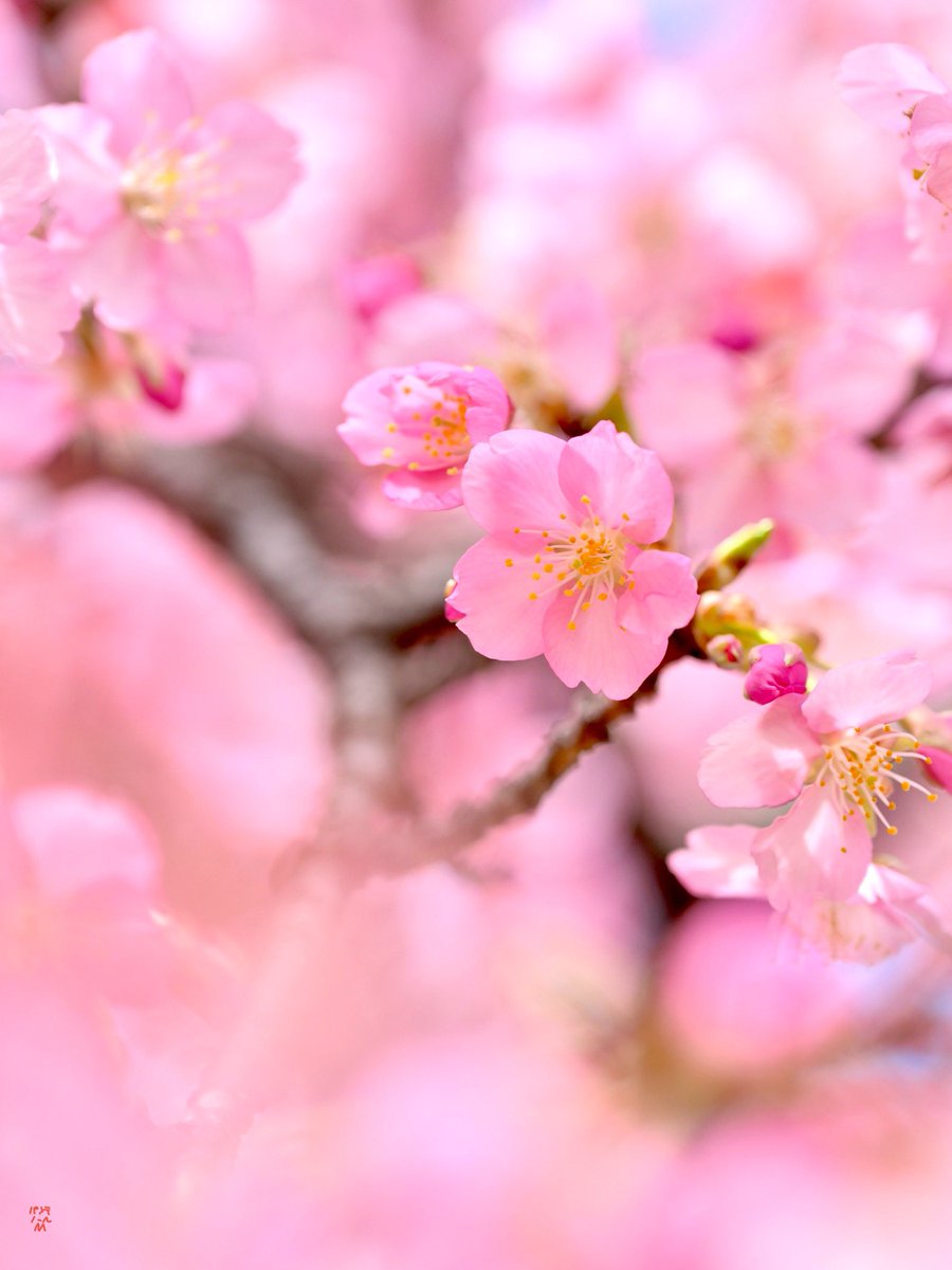 タイムラインに続々🌸河津桜が現れる中 私もやっと撮ることができまし