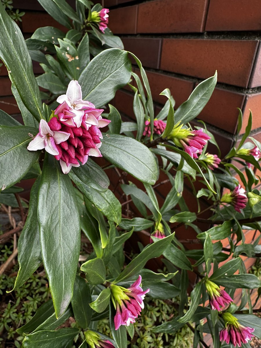 Jasmine fragrance (@J_grandiflorum) / Posts / X