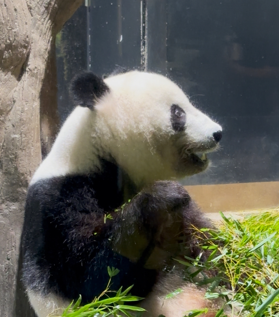 ちーじー🐼🌼 (@mutasokj) / Posts / X