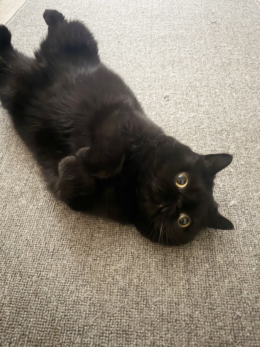 走り回ったあと🐈‍⬛💕