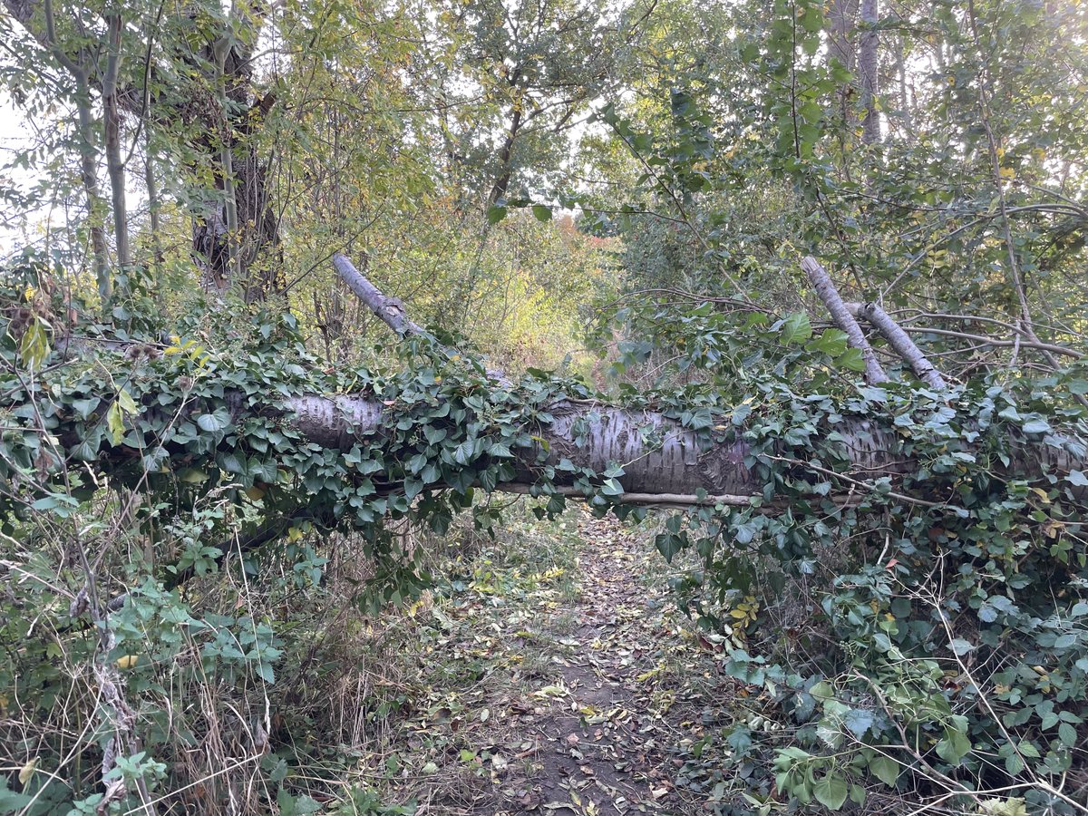 fragmentiert's tweet photo. „Alle mögen 
dem #Flüstern der #Wälder #lauschen …“ https://t.co/mIKRnlELgu