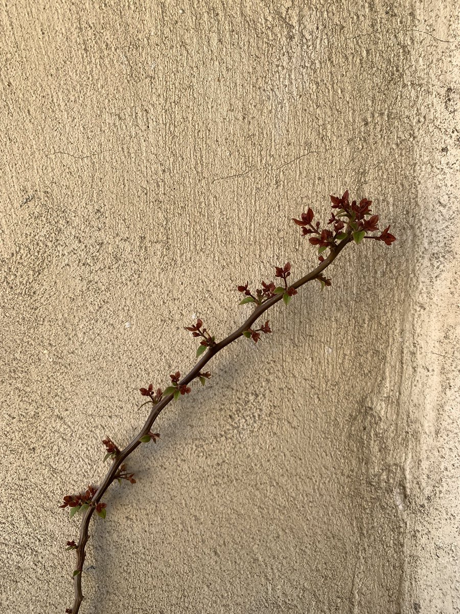 Sayeh Mansour tweet media