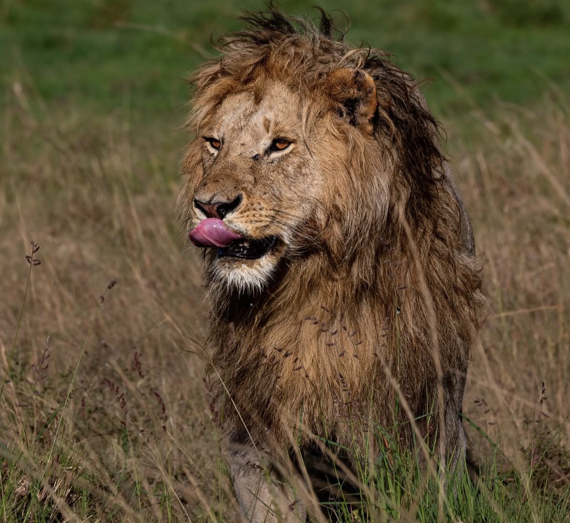 Ackerman tweet media