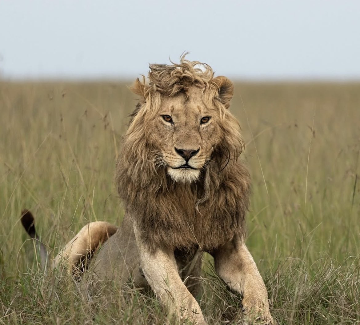 Ackerman tweet media