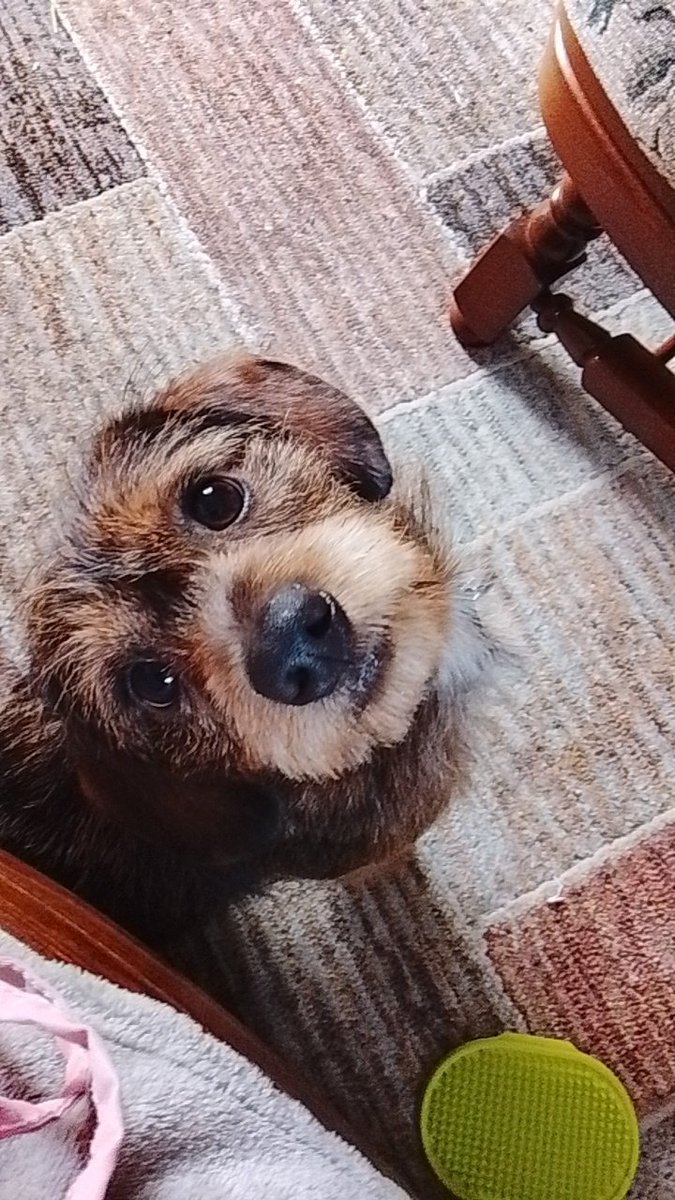 Teucer - Tangerine Knight of Favonious! tweet media