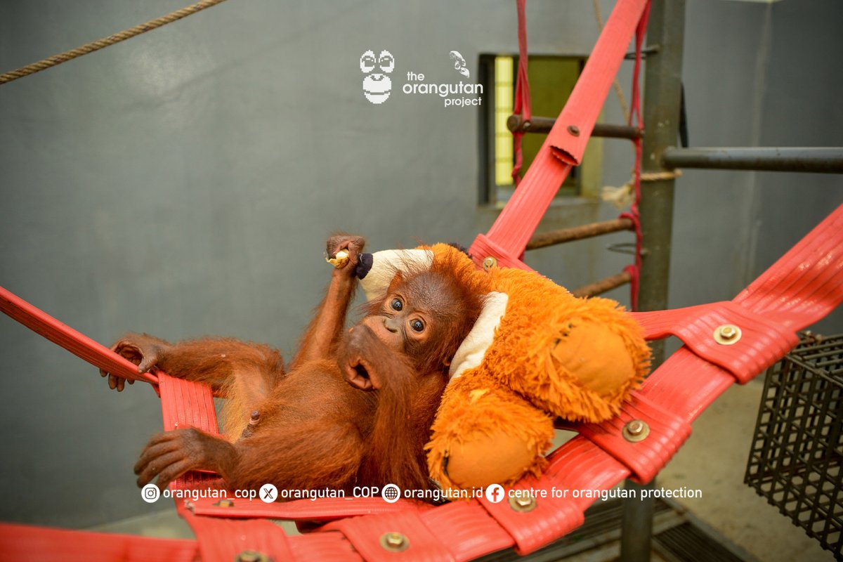 orangutan_COP's tweet photo. Orangutans are a critically endangered species.
Jack’s recovery is not just about one animal, it’s about protecting a species that is disappearing.
Thank you to the $JACK community for your direct support. 
Jack Ca : 6H86gfmgQ3xF5WsXPzNsHuyJqRApEKJUYb9sPBHMpump https://t.co/NKrClJTM5L