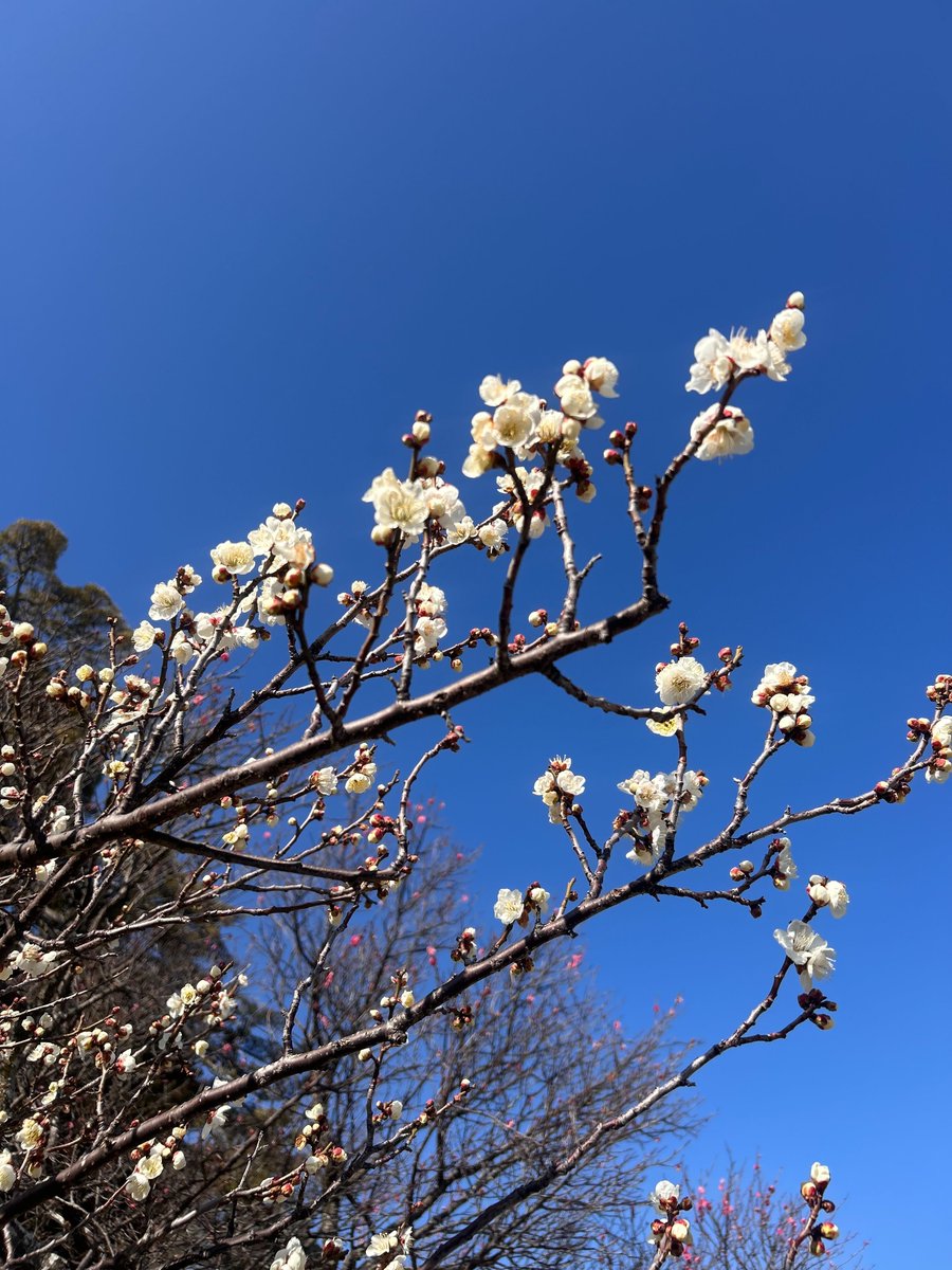 bodymainte_drnk's tweet image. この春に旅立つ皆さん、卒業おめでとうございます！
これからの新たな生活も、いいコンディションで挑戦を続けていってくださいね🌿

#卒業式
#THEDAY