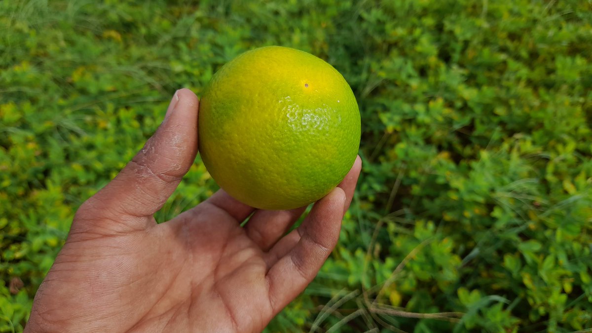 shanmukha146's tweet photo. 🍊 Fresh #sweetorange (#mosambi) Available – Direct From #Farmers🍊
📍 Anantapur, Andhra Pradesh
-Juice &amp; beverage makers
-Retailers &amp; wholesale buyers
-Supermarkets &amp; grocery chains
DM us! #orange #citrus  #fruits 
@ZeptoNow @letsblinkit @bigbasket_com https://t.co/eCmx1VjPkA