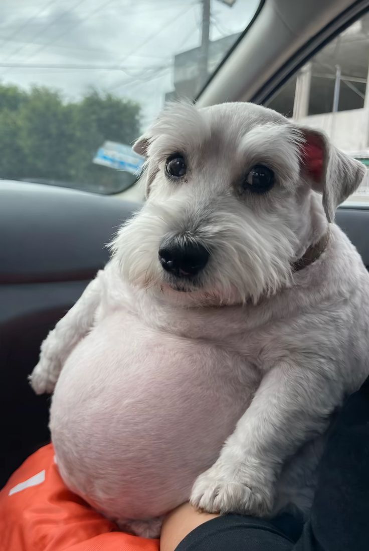 Give this dog a name