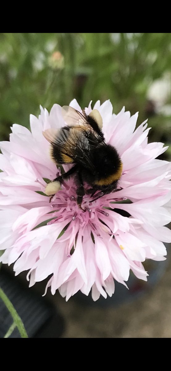 Andy6hutch's tweet image. Morning 🌸🐝…. Happy Friday 😊… The gateway to the weekend…. 🥓🍳☕️🍰🥾🐾🧑‍🌾🪴🏉🥧🍺🍷🎸🎶… Have a blinder…. #FridayVibes #TheWeekend #HutchGarden #Bees #Cornflowers #BeeFood #GardeningX #FridayPink #BeeTheChange 🐝