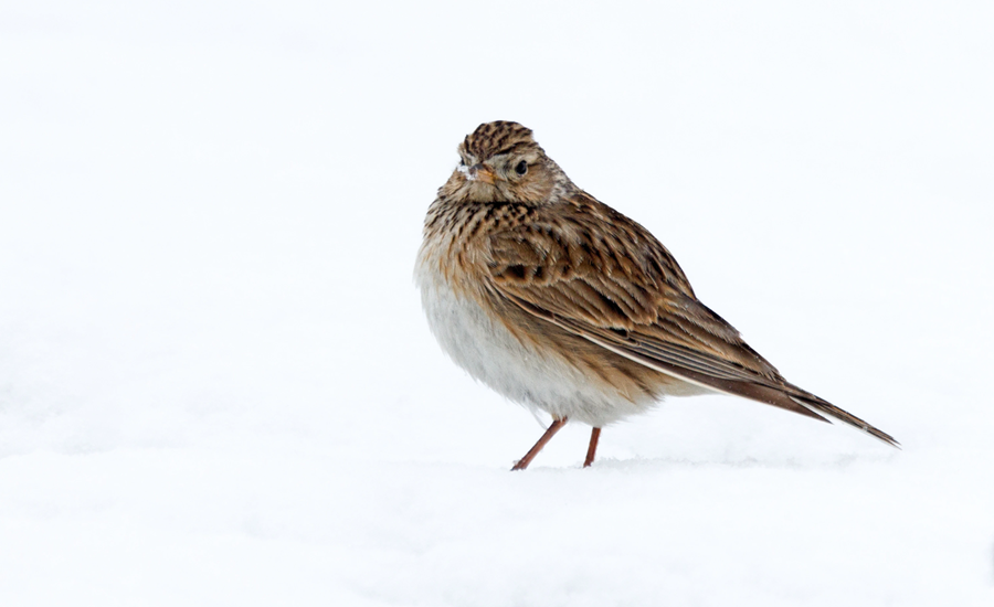 BirdlifeSuomi's tweet photo. Ensimmäiset muuttolinnut saapuivat heti, kun pakkanen tällä viikolla hellitti. Ensimmäinen #kiuru havaittiin tiistaina, ja eilen nähtiin ensimmäiset töyhtöhyypät, merihanhet ja yllättäen myös kapustarinta.

https://t.co/NXTVsjDN7i
#lintutilanne #kevätmuutto

📷 Micha Fager https://t.co/Tt3b1YUcKL