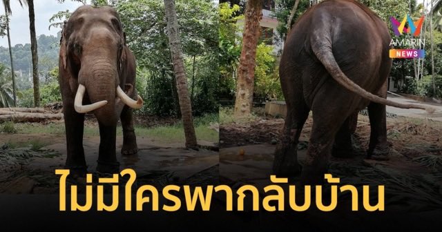 ความอัปยศของไทย คือการส่งช้างไทย 3 เชือกไปเป็นเหยื่อฑูตสันถวไมตรี และได้กลับไทยแค่ 1 เชือกคือพลายศักดิ์สุรินทร์  แต่อีก2เชือกยังรอความตาย ศรีลังกานำช้างไทยสังเวยประเพณี1ปีมี365วัน ถูกใช้แห่ 364 วัน คือพลายประตูผา และพลายศรีณรงค์ ปัจจุบันยังอยู่ที่ศรีลังกา
#ทวงคืนช้างไทยในศรีลังกา