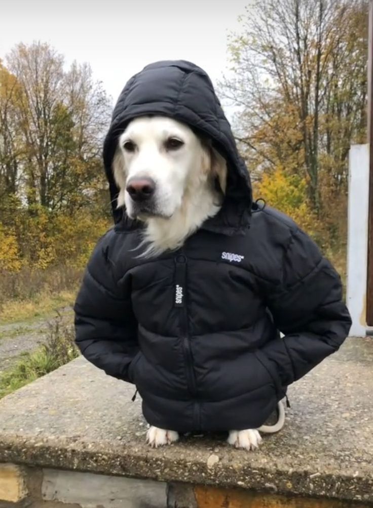 Esperando el dinero de Twitter