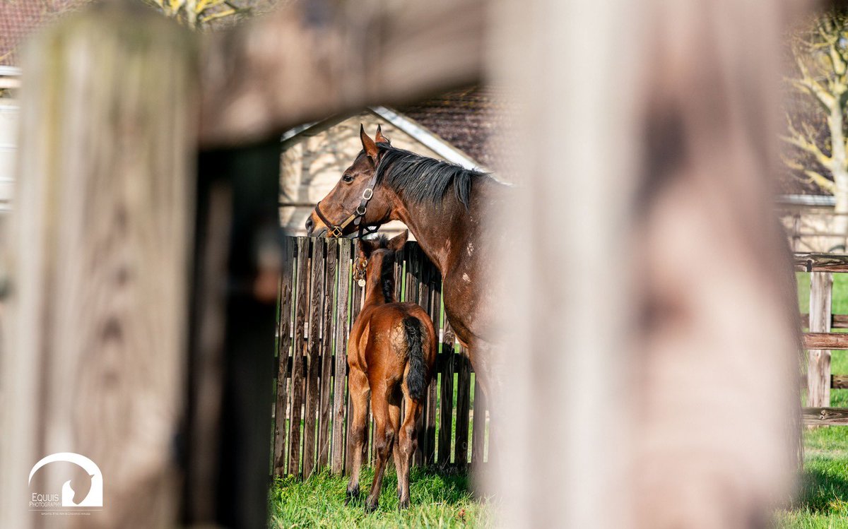 Blue Diamond Stud tweet media