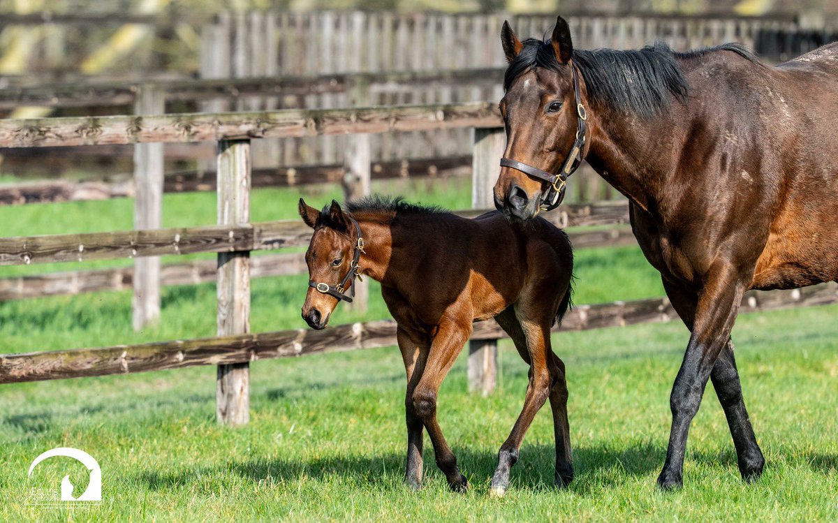 Blue Diamond Stud tweet media