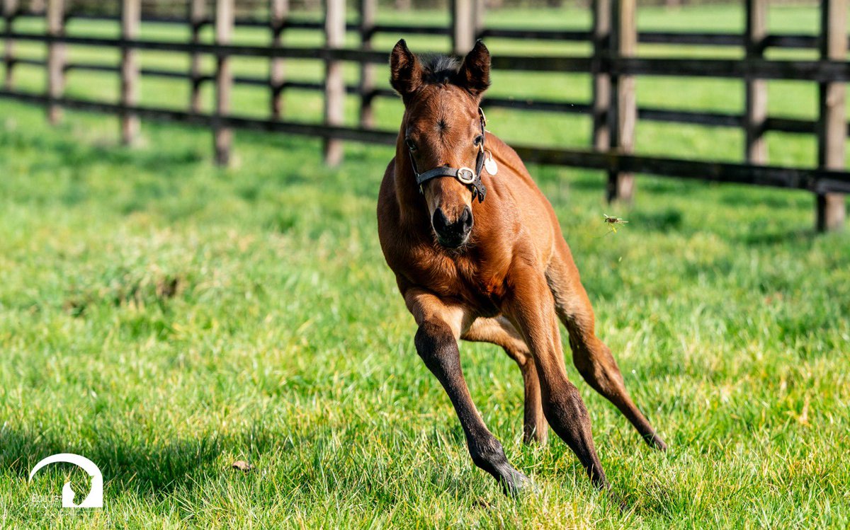 Blue Diamond Stud tweet media